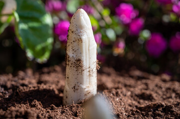 Harvesting of organic white asparagus on Dutch farm, spring growth on delicious vegetables in...