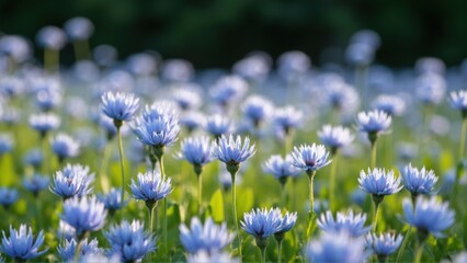 Blooming Blue Wildflowers in a Sunlit Meadow