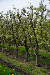 Organic farming in Netherlands, rows of blossoming conference pear trees on fruit orchards in Betuwe, Gelderland