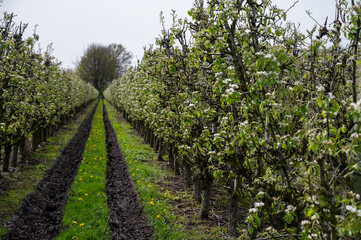 Obraz premium Organic farming in Netherlands, rows of blossoming conference pear trees on fruit orchards in Betuwe, Gelderland