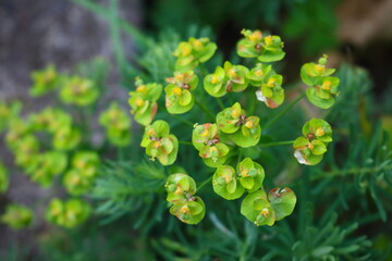 Spurge flowers or euphorbia amygdaloides, beautiful green plant blooming in summer. Close up Background