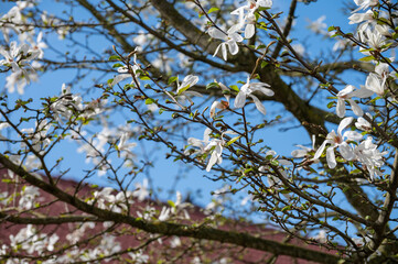 Spring blossom of white magnolia tree in sunny day with blue sky, seasonal flowers