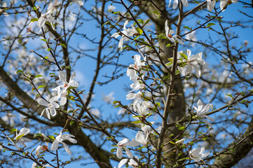 Spring blossom of white magnolia tree in sunny day with blue sky, seasonal flowers