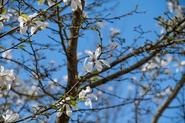 Spring blossom of white magnolia tree in sunny day with blue sky, seasonal flowers