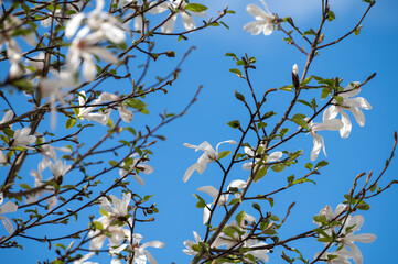Spring blossom of white magnolia tree in sunny day with blue sky, seasonal flowers