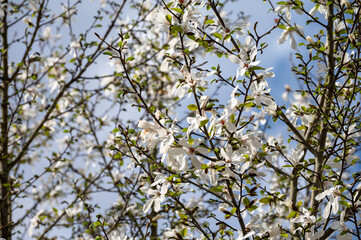 Spring blossom of white magnolia tree in sunny day with blue sky, seasonal flowers
