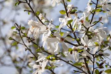Spring blossom of white magnolia tree in sunny day with blue sky, seasonal flowers