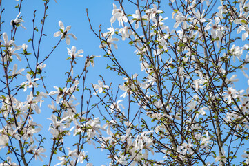 Spring blossom of white magnolia tree in sunny day with blue sky, seasonal flowers