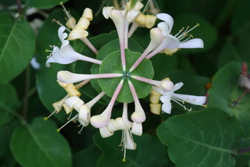 Japanese honeysuckle Lonicera caprifolium white flowers on green leafy background