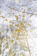 A snowy day in the park with yellow leaves