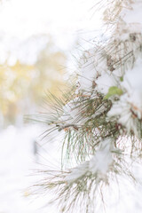 A snowy day in the park with yellow leaves