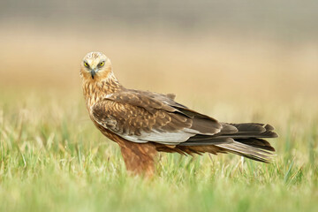 Błotniak stawowy (Circus aeruginosus)