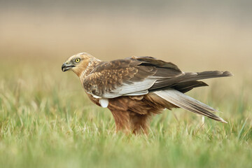 Błotniak stawowy (Circus aeruginosus)