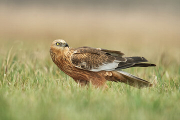 Błotniak stawowy (Circus aeruginosus)