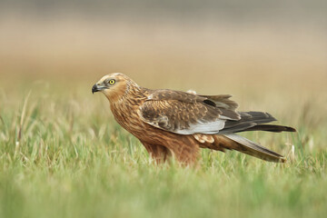 Błotniak stawowy (Circus aeruginosus)