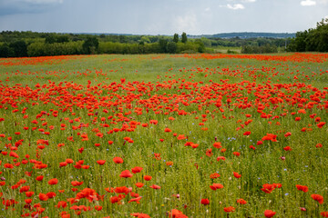 Obraz premium Colorful nature background, poppy and blue flax linen fields with many red poppy flowers, Charente, France in spring