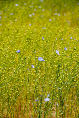 Colorful nature background, blue flax linen plants in blossom on fields, Charente, France in spring