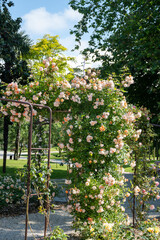 Blossom of white rose flowers growing in rosarium in public garden in Arcachon touristic town,...