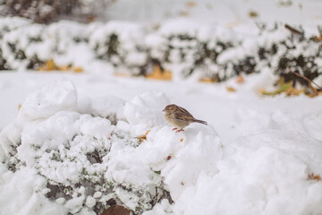 A snowy day in the park with yellow leaves