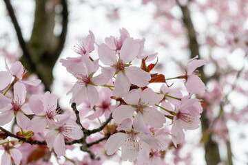 Spring blossom of Japanese white sakura tree, floral background
