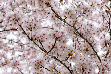 Spring blossom of Japanese white sakura tree, floral background