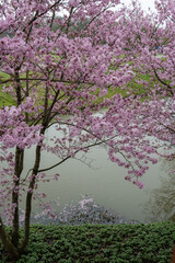 Spring blossom of pink sakura cherry tree in Japan