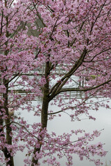 Spring blossom of pink sakura cherry tree in Japan