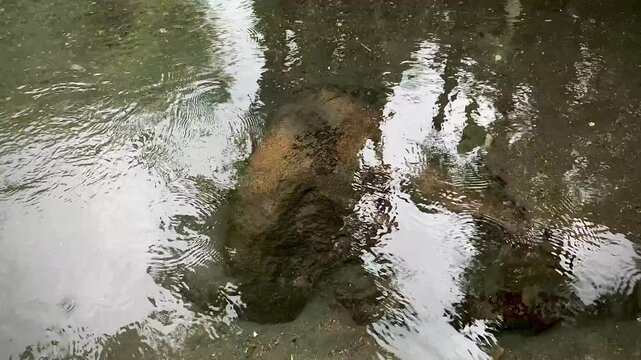 a clear and calm river in the forest