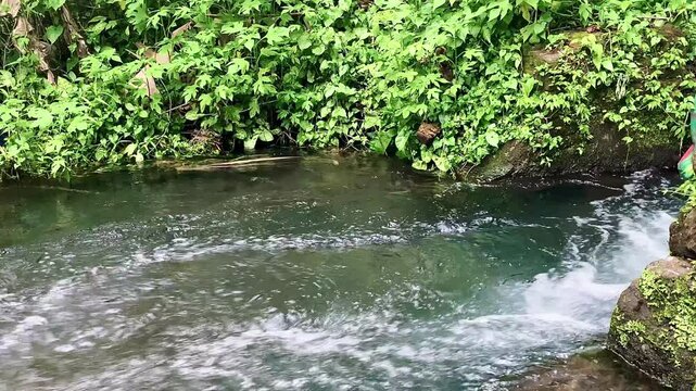 a river flowing in the forest with clear water