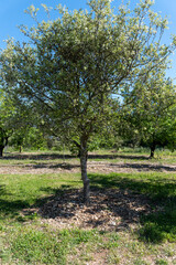 Truffle farm, cultivation of black winter Perigord truffles mushrooms, Tuber melanosporum, oak plantation, truffle hunting in winter on fields with oak trees