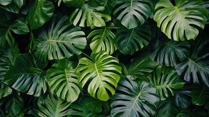 Fototapeta premium Monstera Leaves Background Texture - Lush Green Tropical Foliage for Nature-Inspired Designs, Wallpaper, and Botanical-Themed Projects