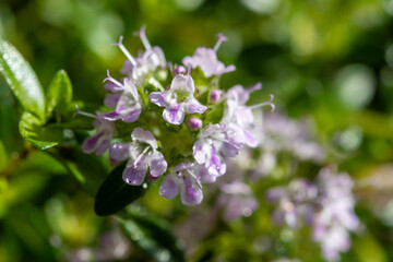 Spring blossom of pink aromatic kitchen herb thyme in garden