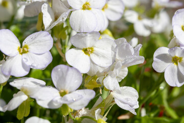 Pink blossom of aubrieta deltoidea perennial ornamental plant in spring garden
