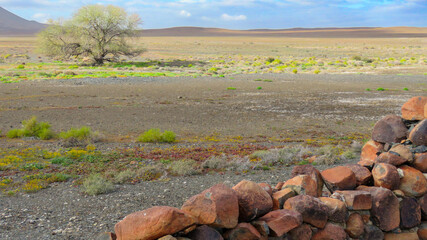 Loan tree near Volmoersfontein camp, Tankwa-Karoo National Park.