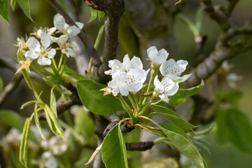 Organic farming in Netherlands, rows of blossoming conference pear trees on fruit orchards in Betuwe, Gelderland