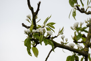Organic farming in Netherlands, rows of blossoming pear trees on fruit orchards in Zeeland