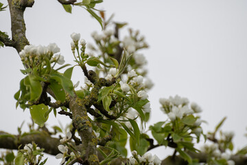 Organic farming in Netherlands, rows of blossoming pear trees on fruit orchards in Zeeland