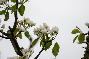 Organic farming in Netherlands, rows of blossoming pear trees on fruit orchards in Zeeland