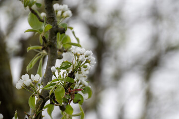 Organic farming in Netherlands, rows of blossoming pear trees on fruit orchards in Zeeland