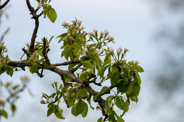 Organic farming in Netherlands, rows of blossoming pear trees on fruit orchards in Zeeland