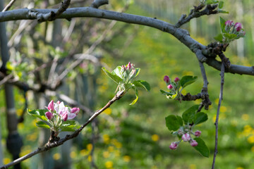 Pink blossom of apple fruit trees in springtime in farm orchards in sunny day, Betuwe, Netherlands