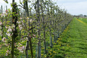 Pink blossom of apple fruit trees in springtime in farm orchards in sunny day, Betuwe, Netherlands