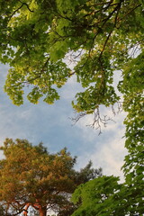 Sunset light on tree branches in autumn with visible orange leaves and green leaves in front of it