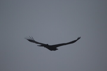 Silhouette of an American Bald Eagle in Flight