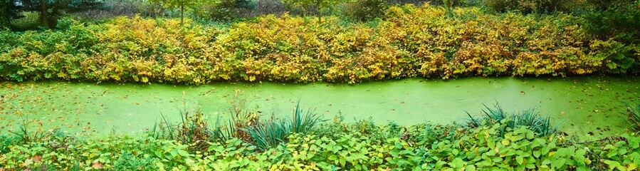 Panorama eines herbstlich kleiner Bachs mit grünen Algen 
