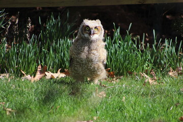 Ecstatic Great Horned Owl - Owlet