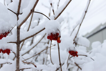 Viburnum berries are dusted with the first snow
