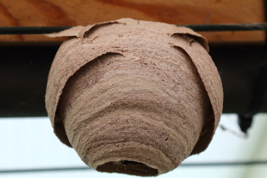 Nido primario avispa velutina.