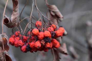 Red rowan berries in the branch