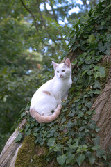 Chaton